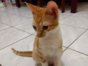 Gato raça SRD idade 2 a 6 meses nome Woody