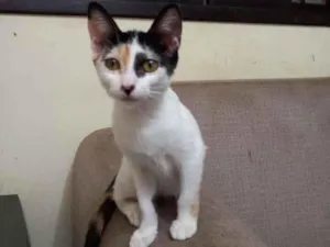 Gato raça SRD-ViraLata idade 2 a 6 meses nome Fofuxa