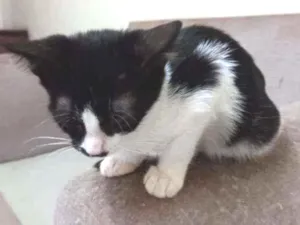 Gato raça SRD-ViraLata idade 2 a 6 meses nome Camy