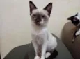 Catarina