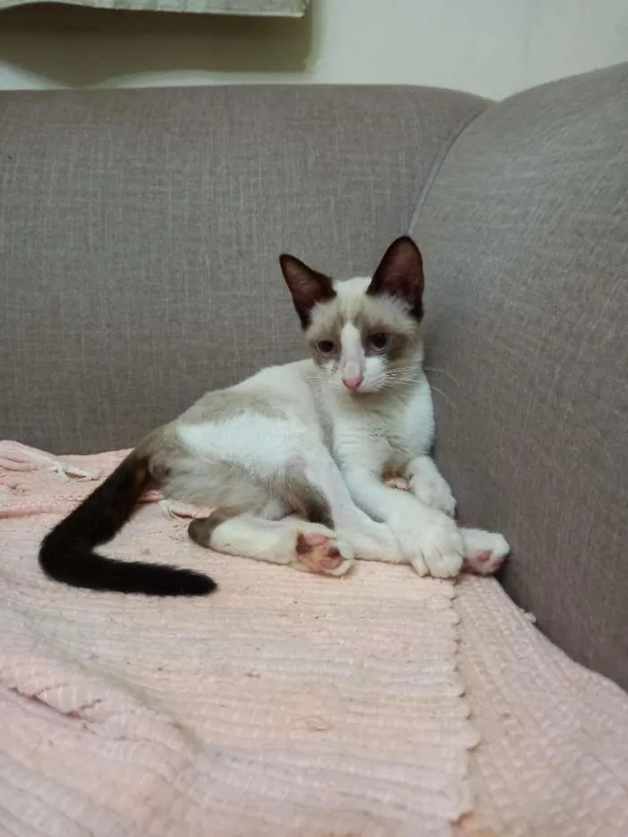 Gato raça SRD-ViraLata idade 2 a 6 meses nome Flox