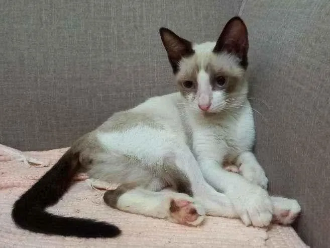 Gato raça SRD-ViraLata idade 2 a 6 meses nome Flox
