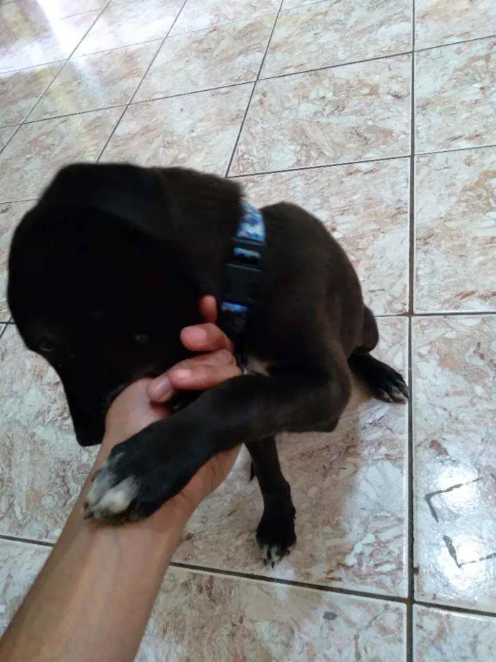 Cachorro raça Viralata idade 2 a 6 meses nome Zack