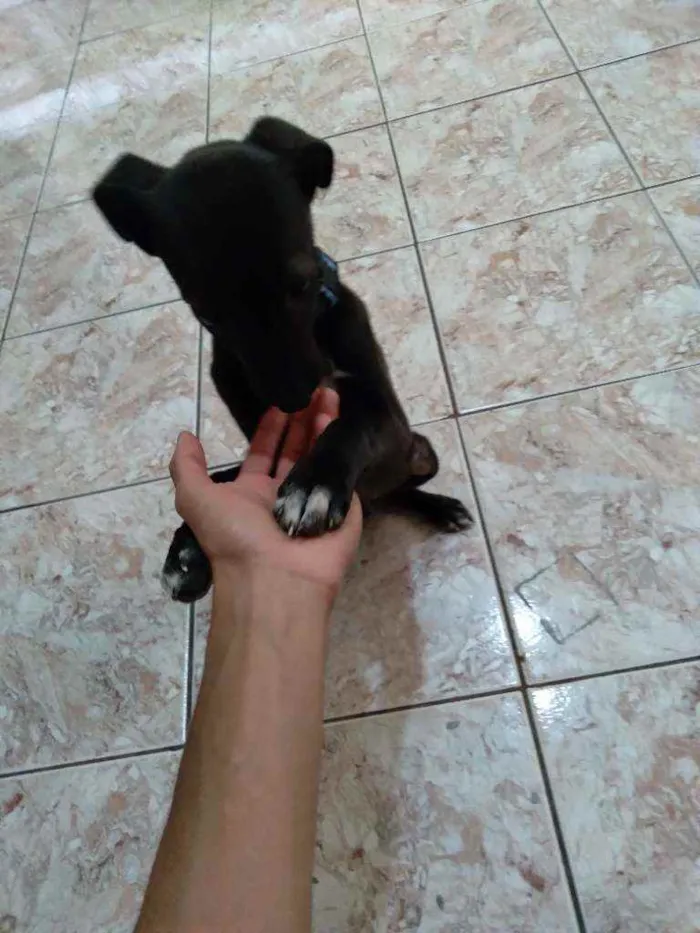 Cachorro raça Viralata idade 2 a 6 meses nome Zack