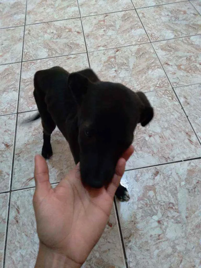 Cachorro raça Viralata idade 2 a 6 meses nome Zack