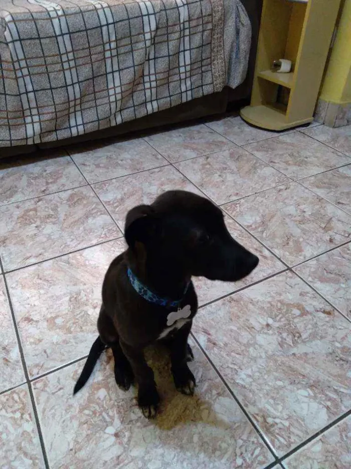 Cachorro raça Viralata idade 2 a 6 meses nome Zack