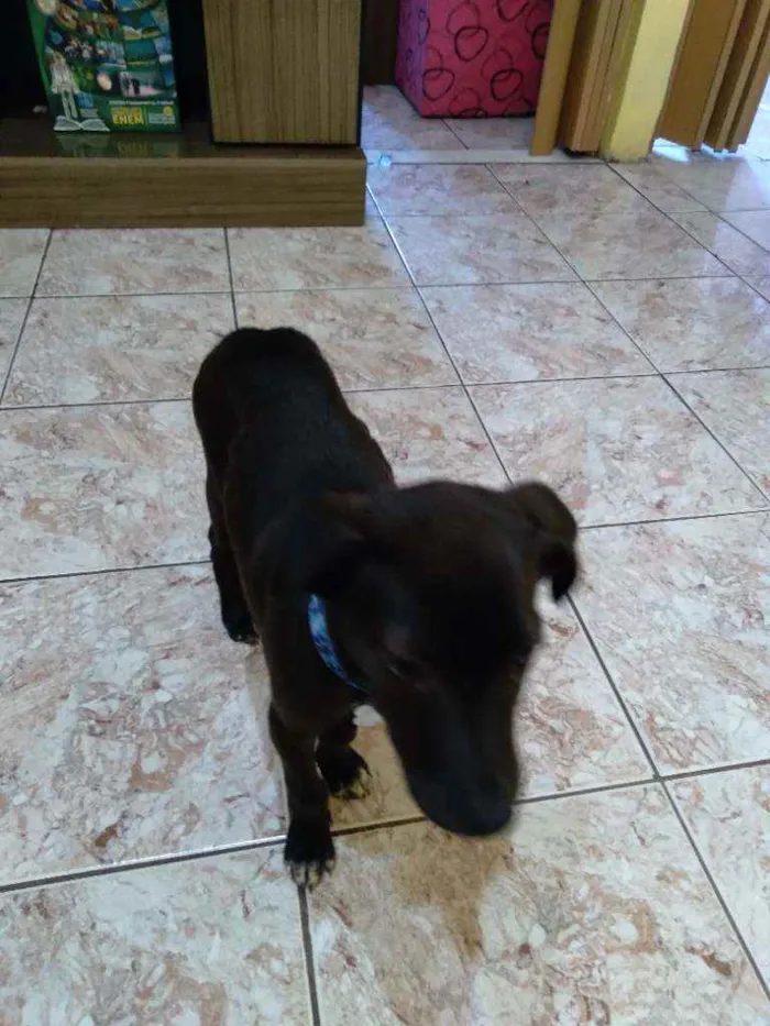 Cachorro raça Viralata idade 2 a 6 meses nome Zack