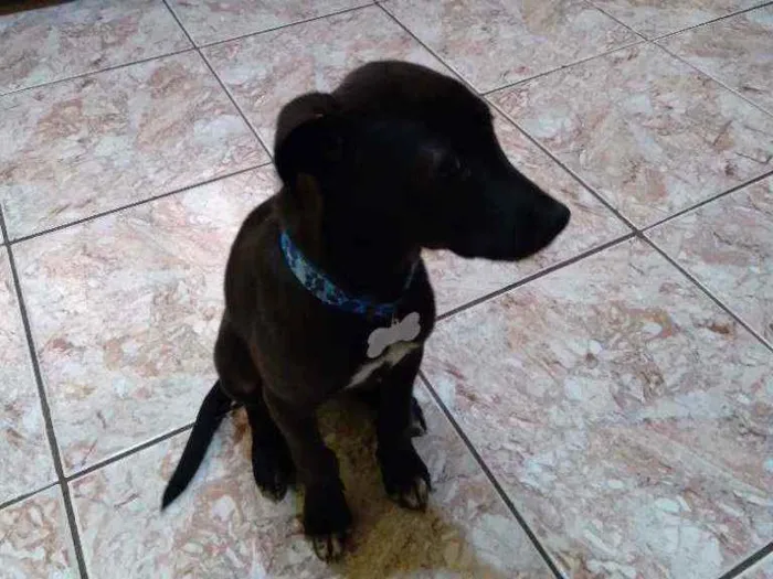 Cachorro raça Viralata idade 2 a 6 meses nome Zack