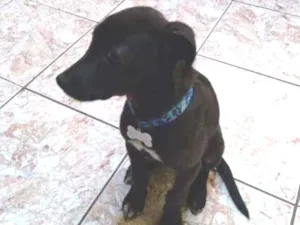 Cachorro raça Viralata idade 2 a 6 meses nome Zack