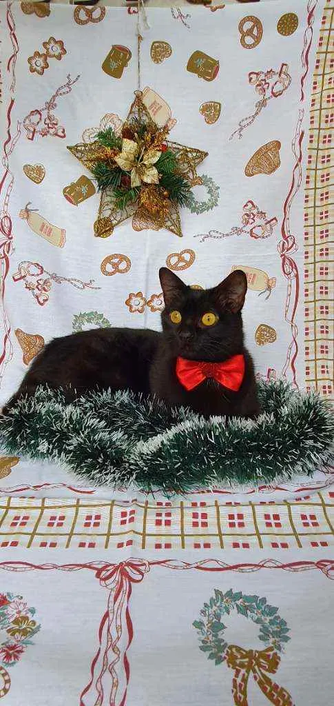 Gato ra a SRD idade 7 a 11 meses nome KAIRA 