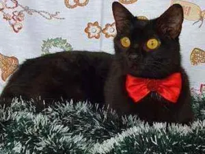 Gato raça SRD idade 7 a 11 meses nome KAIRA 