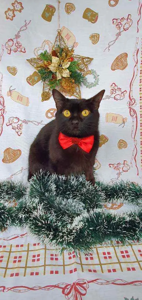 Gato ra a SRD idade 7 a 11 meses nome KAIRA 