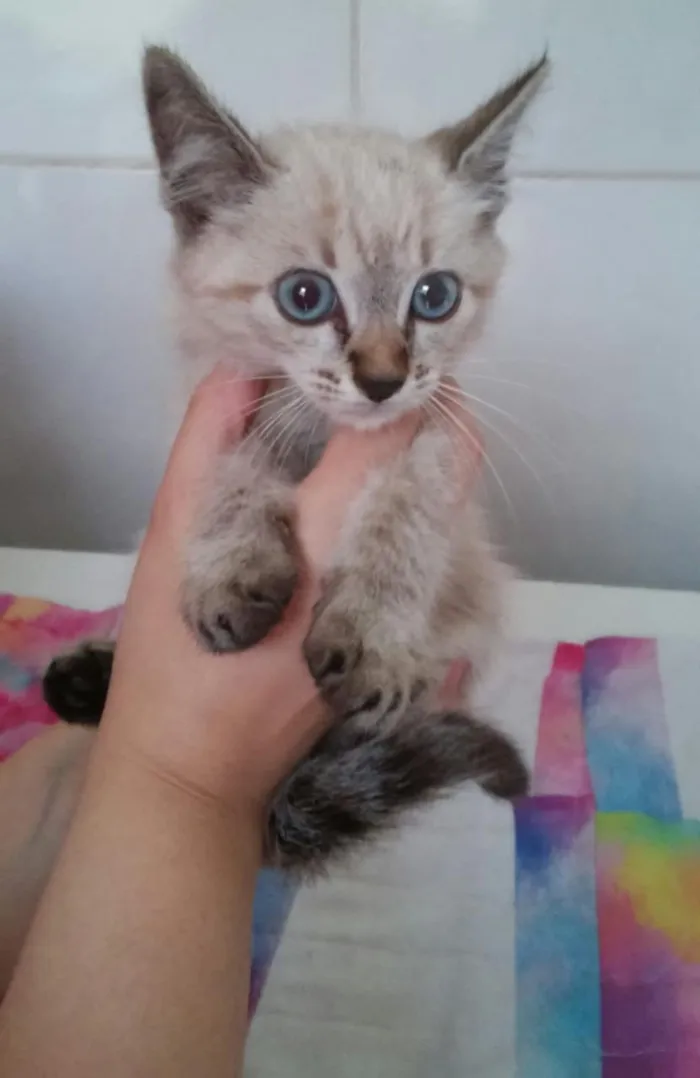 Gato ra a Sem raça idade Abaixo de 2 meses nome Sem nome