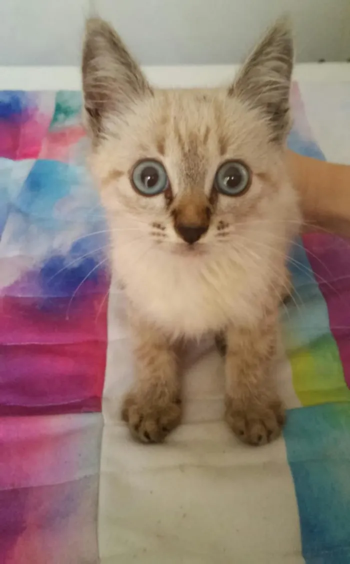 Gato ra a Sem raça idade Abaixo de 2 meses nome Sem nome