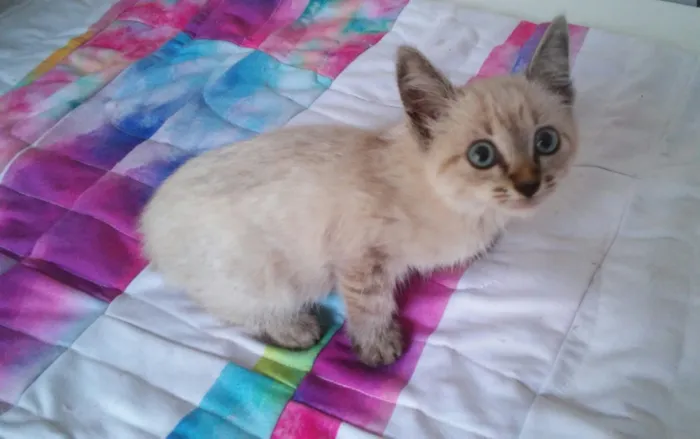 Gato ra a Sem raça idade Abaixo de 2 meses nome Sem nome