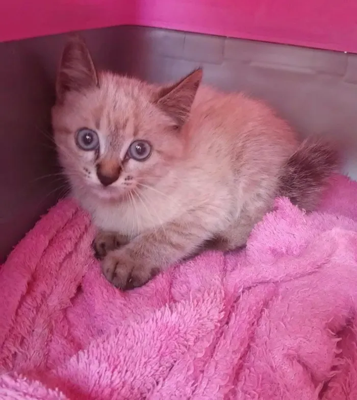 Gato ra a Sem raça idade Abaixo de 2 meses nome Sem nome