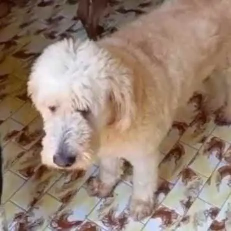 Cachorro ra a Poodle idade 3 anos nome Algodão 