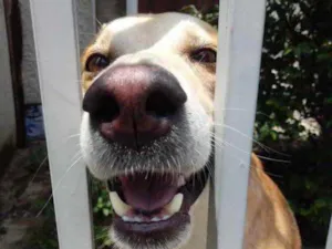 Cachorro raça Srd idade 1 ano nome Trovão bonzinho 
