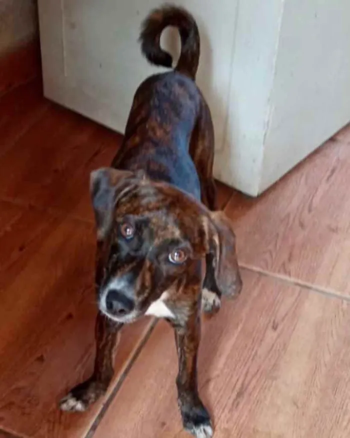 Cachorro raça Pinscher mestiça srd  idade 2 a 6 meses nome Molly Linda Bebe 