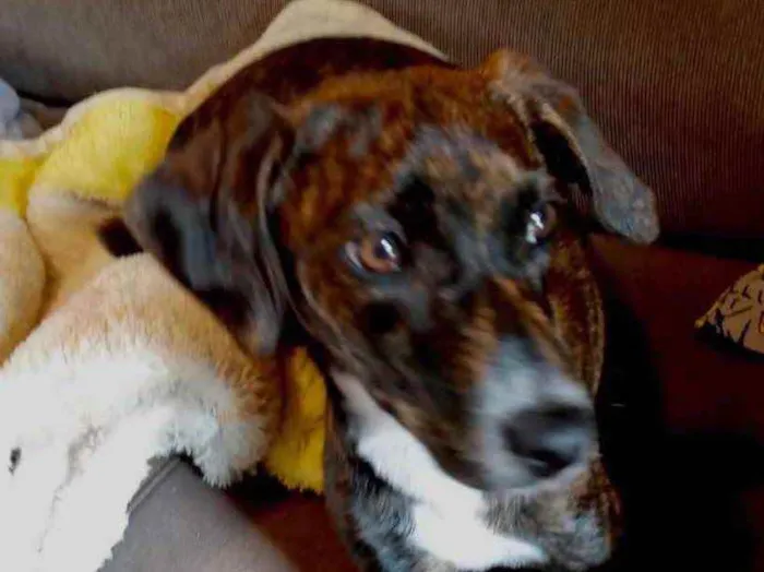 Cachorro raça Pinscher mestiça srd  idade 2 a 6 meses nome Molly Linda Bebe 