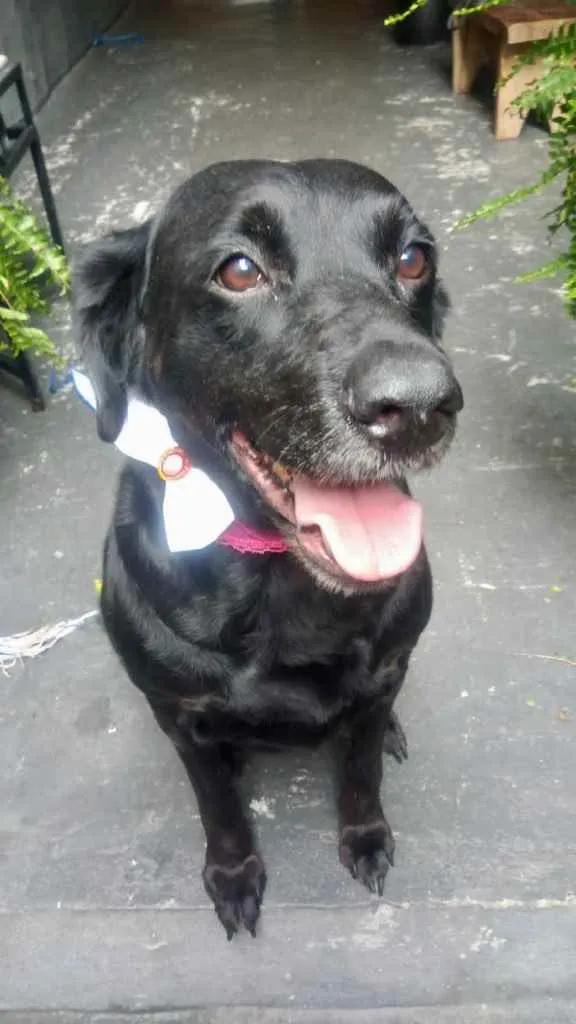 Cachorro raça Labrador mestiça srd idade 3 anos nome Luna belíssima 