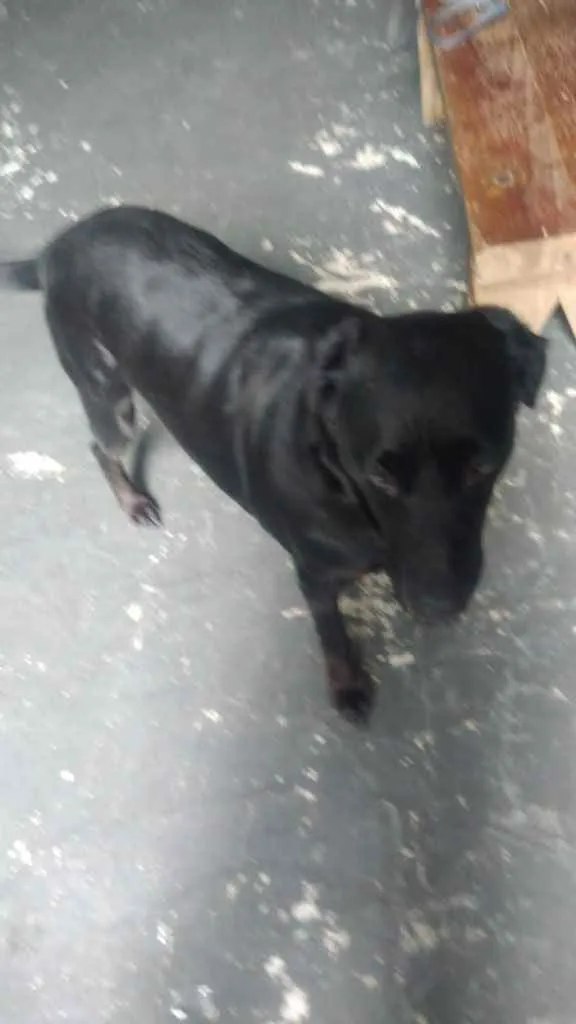 Cachorro raça Labrador mestiça srd idade 3 anos nome Luna belíssima 