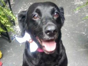 Cachorro raça Labrador mestiça srd idade 3 anos nome Luna belíssima 