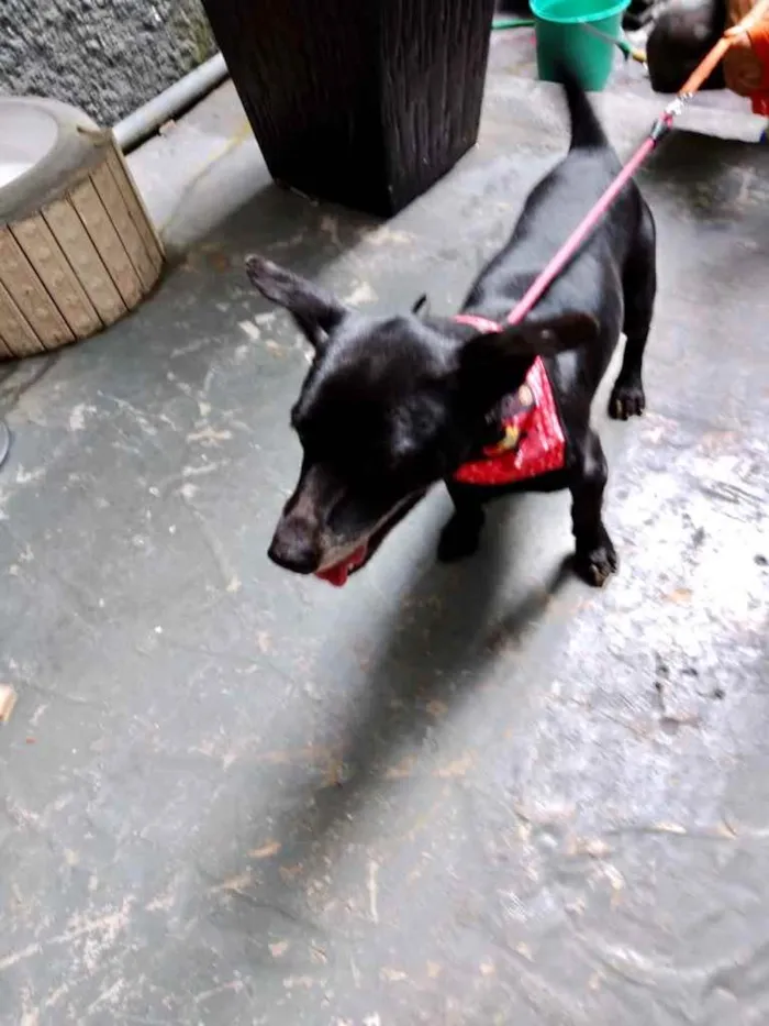 Cachorro raça  idade 3 anos nome Neguinho porte P 