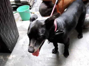 Cachorro raça  idade 3 anos nome Neguinho porte P 