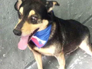 Cachorro raça Srd lindo  idade 1 ano nome Spike fofinho 
