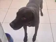Cachorro raça Labrador mestiço srd idade 1 ano nome Thor Labmix 