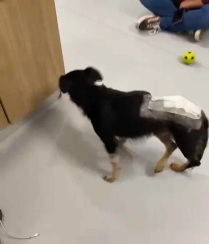 Cachorro ra a Srd idade 4 anos nome Valente