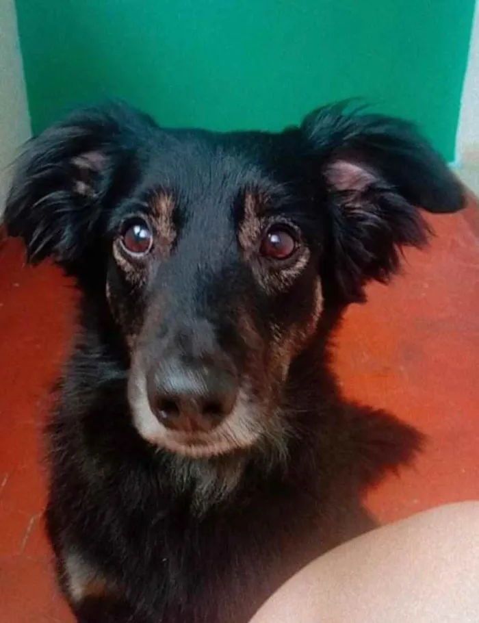 Cachorro ra a Srd idade 4 anos nome Valente