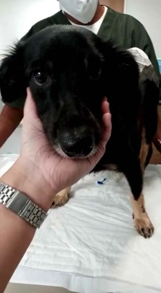 Cachorro ra a Srd idade 4 anos nome Valente