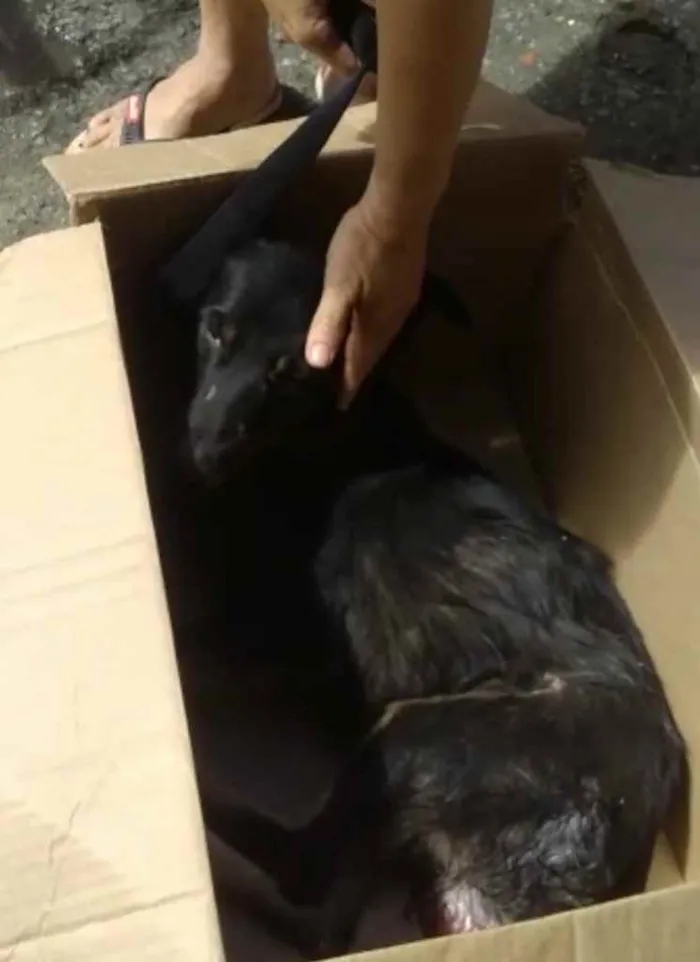 Cachorro ra a Srd idade 4 anos nome Valente