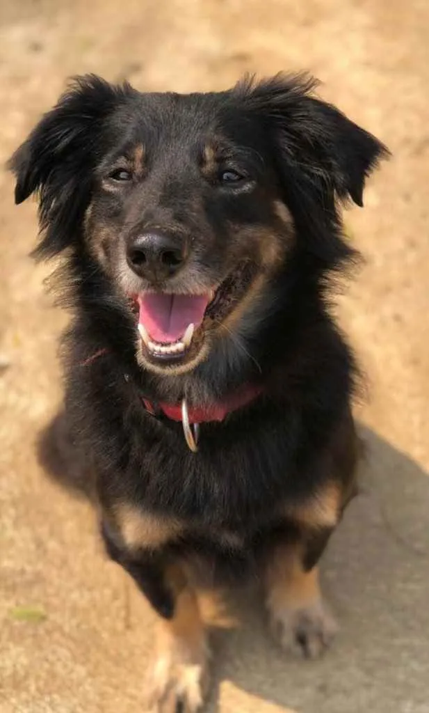 Cachorro ra a Srd idade 4 anos nome Valente