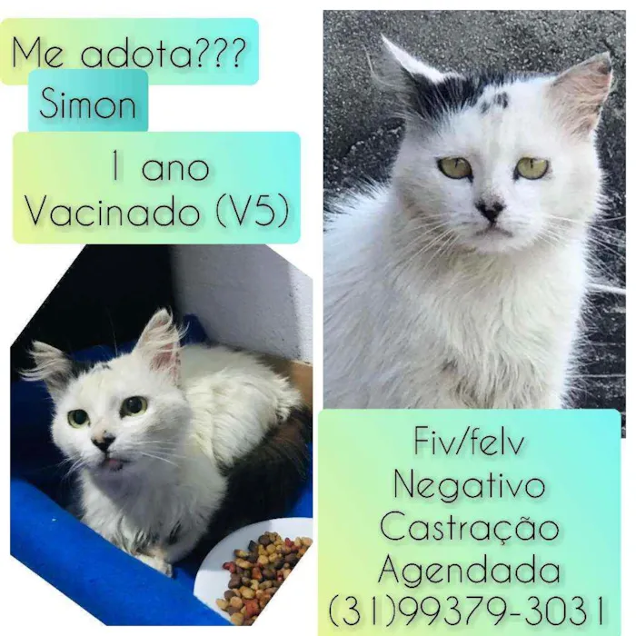 Gato raça SRD idade 1 ano nome Simon