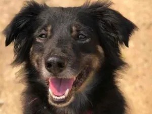 Cachorro raça Srd idade 4 anos nome Valente