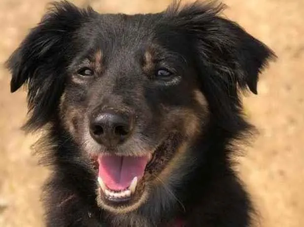 Cachorro ra a Srd idade 4 anos nome Valente