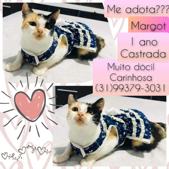 Gato raça SRD idade 1 ano nome Margot 