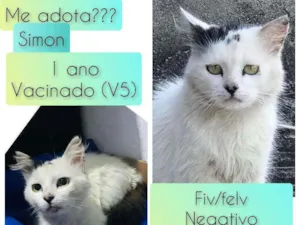 Gato raça SRD idade 1 ano nome Simon