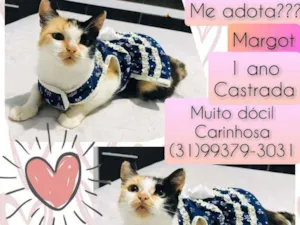 Gato raça SRD idade 1 ano nome Margot 
