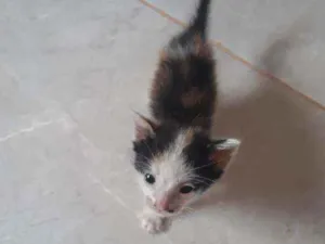 Gato raça  idade Abaixo de 2 meses nome Sem nome