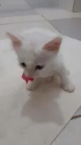 FLOQUINHO
