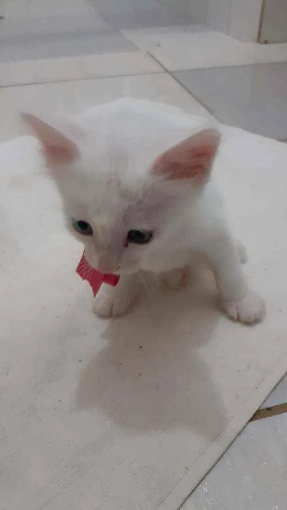Gato ra a SRD idade Abaixo de 2 meses nome FLOQUINHO
