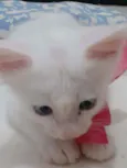 FLOQUINHO