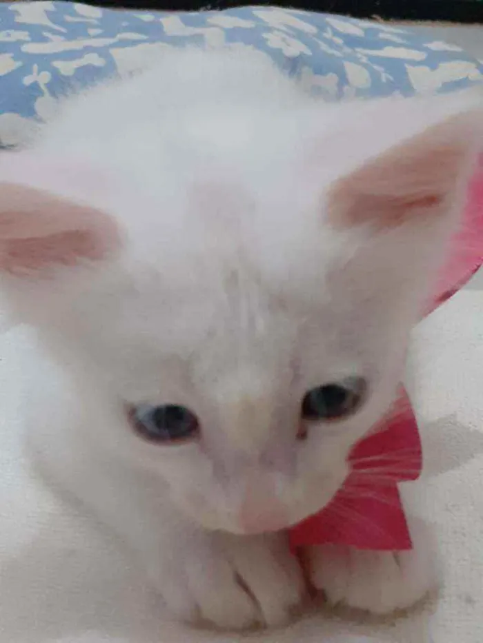 Gato ra a SRD idade Abaixo de 2 meses nome FLOQUINHO