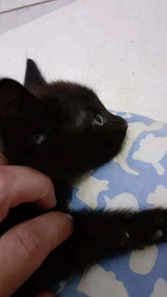 Gato ra a SRD idade Abaixo de 2 meses nome SULTÃO