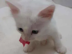 Gato raça SRD idade Abaixo de 2 meses nome FLOQUINHO