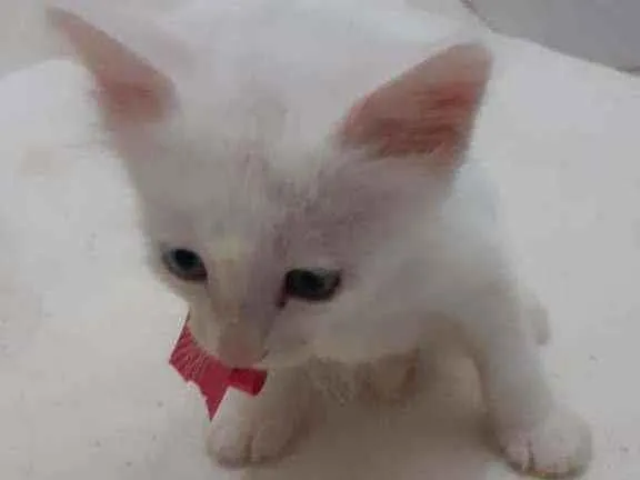 Gato ra a SRD idade Abaixo de 2 meses nome FLOQUINHO